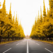Ginkgo leaves are beautiful road in Aoyama Tokyo Ginkgo leaves are beautiful road in Aoyama Tokyo